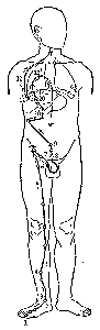 Meridijan jetre